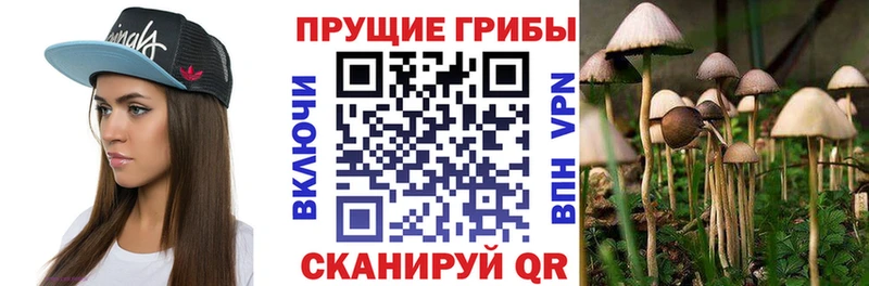 Псилоцибиновые грибы Cubensis  omg ТОР  Скопин 